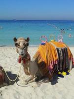 Zahmes Kamel wartet am Strand des Roten Meeres auf Touristen foto