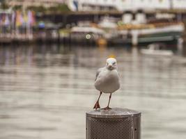 Porträt einer Möwe im Hafen von Sydney foto