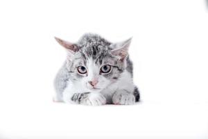 getigerte Katze auf einem weißen Hintergrund foto