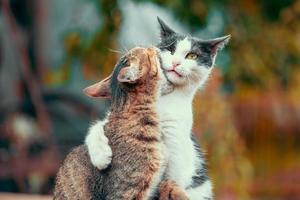 Tabby-Katze beißt graue und weiße Katze in Herbstfarben foto