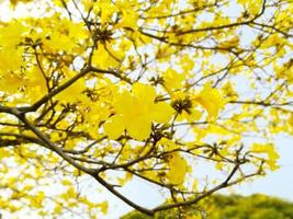 Nahaufnahme schöne gelbe Blumen am hellblauen Himmel. foto