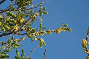 gelbe Stachelbeere am Baum foto