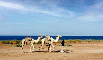 Der Mensch führt Kamele in die Nähe des Ufers des Roten Meeres foto