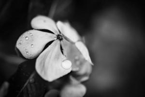 künstlerische Nahaufnahme der schwarzen und weißen Phlox-Blume mit Regentropfen. dramatische meditative inspirierende Einsamkeit dunkler floraler Hintergrund. blühende natur auf abstraktem natürlichem laub. exotische Tropen foto