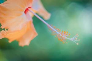 künstlerische sommernaturnahaufnahme, inspirierender blumenhintergrund auf unscharfem sonnenlicht. Hibiskusblüte, die vor dem Hintergrund einer wunderschönen verschwommenen Natur blüht. foto