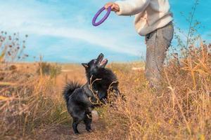 schipperke-welpe spielt mit besitzer mit lila spielzeug foto