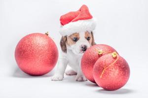 Beagle-Welpe in Weihnachtsmütze schnüffelt drei Weihnachtskugeln auf weißem Hintergrund foto