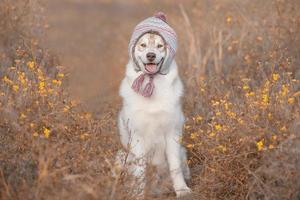 Sibirischer Husky in einem warmen Hut in Herbstfarben foto
