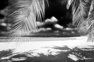 ruhiger, minimalistischer naturprozess in schwarz und weiß. künstlerischer strand palmen dunkler himmel, sonnenlicht. abstraktes einfarbiges Reisehintergrundmuster. kokospalmen sommer dunkel dramatisch meditation energie foto