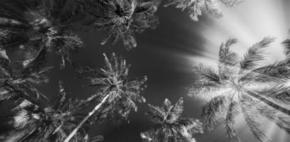 ruhiger, minimalistischer naturprozess in schwarz und weiß. künstlerischer strand palmen dunkler himmel, sonnenlicht. abstraktes einfarbiges Reisehintergrundmuster. kokospalmen sommer dunkel dramatisch meditation energie foto