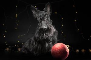 erwachsener hund der scotch terrier rasse mit einem neujahrsdekor auf schwarzem hintergrund foto