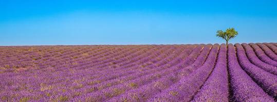 bunte Naturlandschaft. sommerlavendelblumen mit einsamem baum im panoramablick. perfekter naturhintergrund, lila blühende blumen, blauer himmel, grüner baum, idyllische landschaft. inspirierende Natur foto