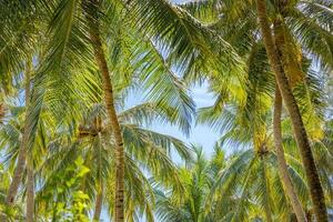 tropische Bäume Hintergrundkonzept. Kokospalmen und friedlicher blauer Himmel mit Sonnenstrahlen. exotischer sommernaturhintergrund, grüne blätter, naturlandschaft. sommer tropische insel, feiertag oder urlaubsmuster foto