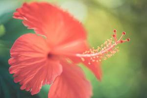 künstlerische sommernaturnahaufnahme, inspirierender blumenhintergrund auf unscharfem sonnenlicht. Hibiskusblüte, die vor dem Hintergrund einer wunderschönen verschwommenen Natur blüht. foto