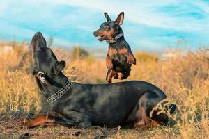 Zwergschnauzer springt bei einem Spaziergang im Park über einen Dobermann foto