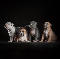 Vier Staffordshire-Terrier-Welpen sitzen auf schwarzem Hintergrund foto