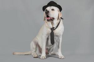 Rehbraunes Labrador-Männchen mit schwarzem Hut und Krawatte sitzt auf einem Studiohintergrund foto