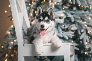 Husky-Welpe liegt auf einem weißen Holzstuhl vor dem Hintergrund eines Weihnachtsbaums mit festlichen Lichtern foto