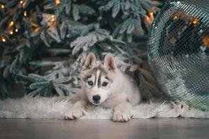 Husky-Welpe liegt auf dem Holzboden mit weißem Kunstfell vor dem Hintergrund eines Weihnachtsbaums mit festlichen Lichtern und großer Disco-Kugel foto