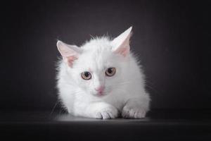 Weißes verängstigtes Kätzchen auf schwarzem Hintergrund foto