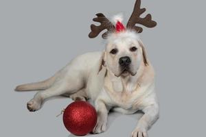 Rehkitz-Labrador des neuen Jahres mit Dekoration in Form von Hirschhörnern und Weihnachtsmützen foto