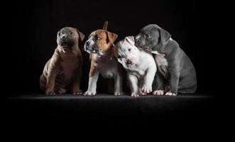 Vier Staffordshire-Terrier-Welpen sitzen auf schwarzem Hintergrund foto