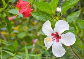 weiße und rote hibiskusblüte blühende schönheit natur im thailändischen garten foto