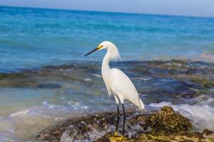 Weiße Wasservögel am Strand in der Dominikanischen Republik foto