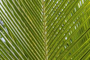 Nahaufnahme des grünen Palmblattes mit filigranen Konturen foto