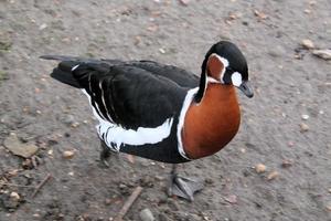 Blick auf eine Gans im Naturschutzgebiet Martin Mere foto