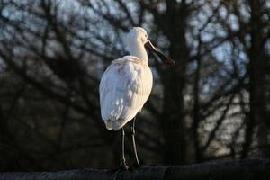 Blick auf einen Löffler im Naturschutzgebiet Martin Mere foto