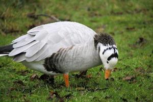 Blick auf eine Gans im Naturschutzgebiet Martin Mere foto