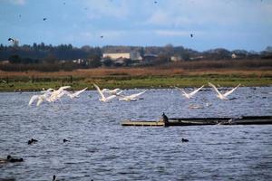 Blick auf einen Singschwan im Naturschutzgebiet Martin Mere foto