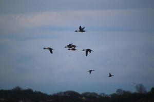 Blick auf eine Ente im Naturschutzgebiet Martin Mere foto