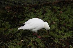 Blick auf eine Gans im Naturschutzgebiet Martin Mere foto