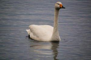 Blick auf einen Singschwan im Naturschutzgebiet Martin Mere foto