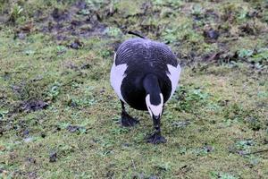 Blick auf eine Gans im Naturschutzgebiet Martin Mere foto