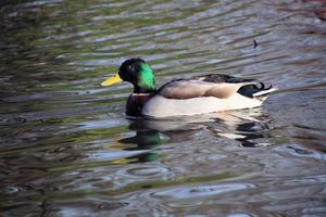 Blick auf eine Ente im Naturschutzgebiet Martin Mere foto