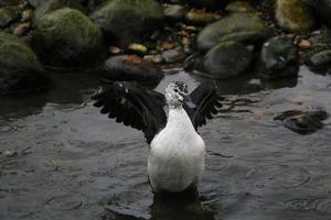 Blick auf eine Ente im Naturschutzgebiet Martin Mere foto