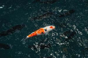 Koi-Fische im balinesischen Teich foto