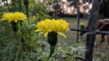 Nahaufnahmefoto der Ringelblume, Ringelblumenfoto, Schönheit der Blume foto