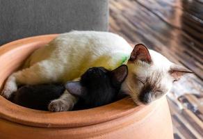 Weiße Mutterkatze schläft und umarmt ein schwarzes Kätzchen foto