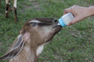 Hand hält Milchflasche, um Schafe zu füttern foto