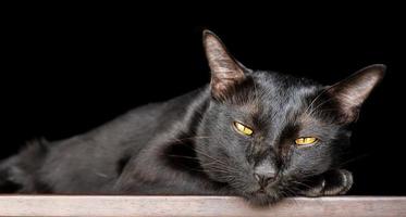 Portrait schwarze Katze auf dem Tisch mit schwarzem Hintergrund foto