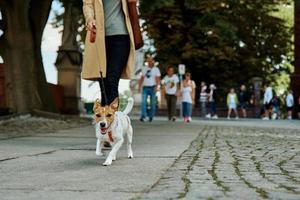 Frau geht mit Hund spazieren foto