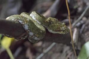 Wimpernotter im Nebelwald foto