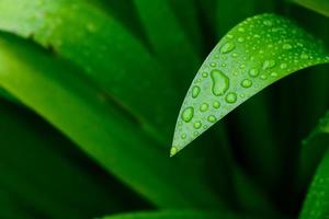 tropisches Blatt Laub Natur dunkelgrüner Hintergrund. abstrakte atemberaubende grüne Blattstruktur. foto