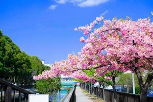 rosa kirschblüte sakura-blumen blühen in voller blüte eine frühlingssaison in japan foto