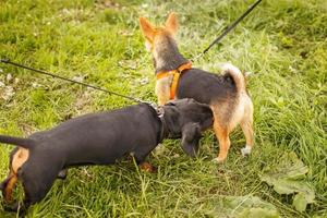 zwei Hunde, die sich draußen zur Begrüßung beschnüffeln foto