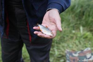 männliche Hand, die einen kleinen Rotaugenfisch hält foto